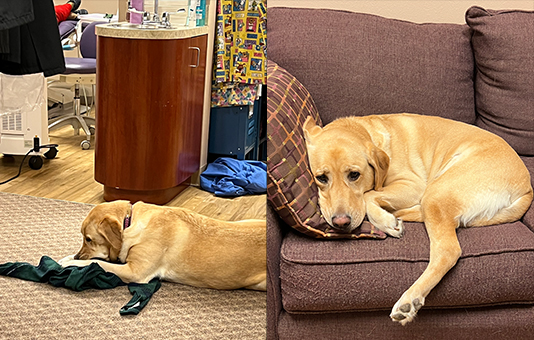 Lacey friendly dental office labrador